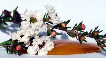 Manuka Honey